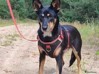 German Shepherd dogs TINA – German Shepherd (Female) - Advert 8