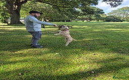 American Bully dogs for stud: BRONSON pocket bullie - Image 4