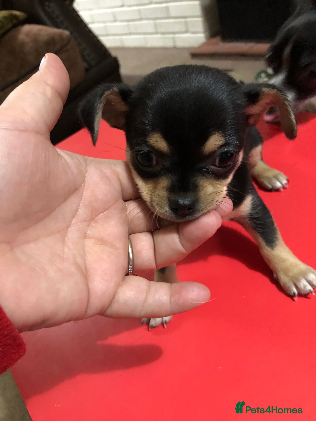Chihuahua dogs for sale: Cute chihuahuas  - Advert 10