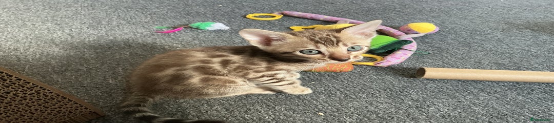 Bengal Kitten 4