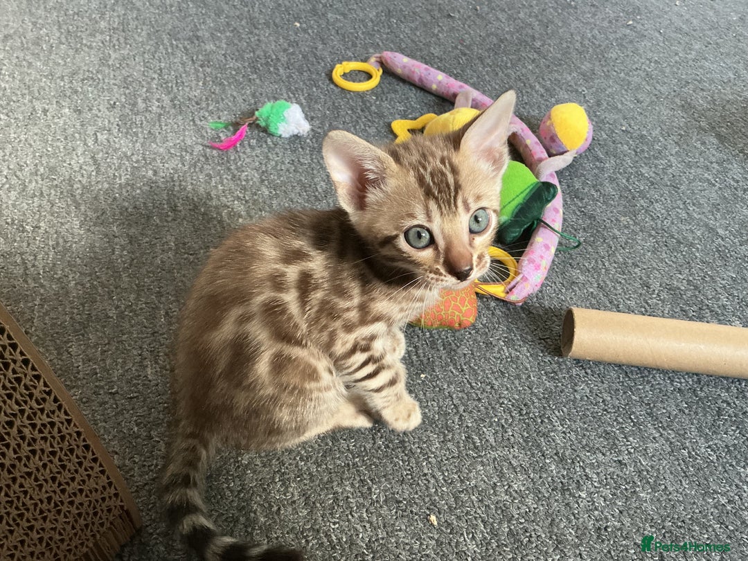 Bengal cats for sale: STUNNING TICA reg Bengal kittens ready to reserve - Image 4