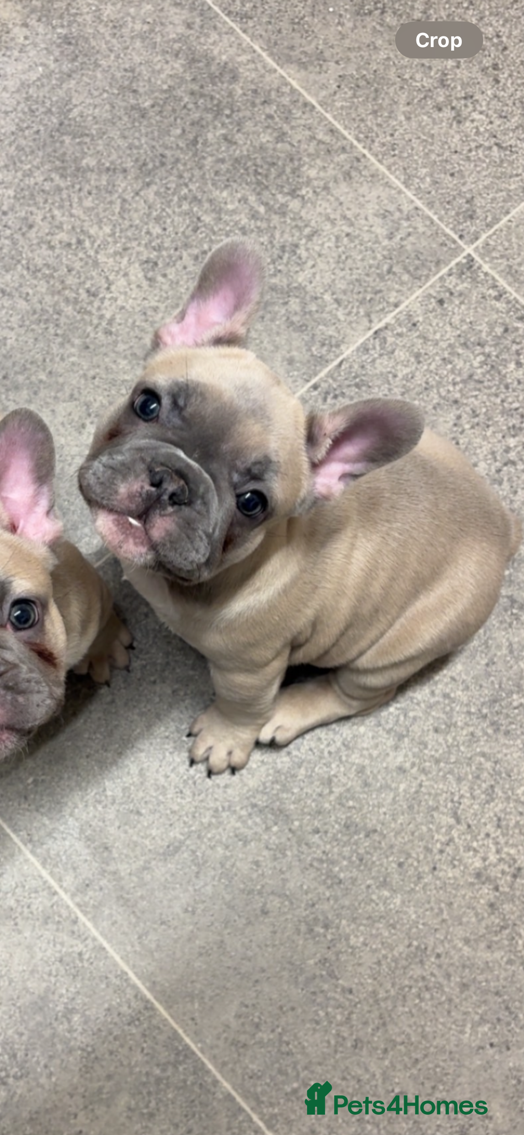 French Bulldog dogs for sale: French Bulldog Puppy  - Advert 10