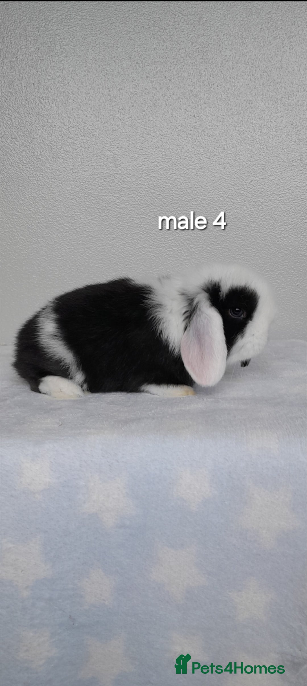 Mini Lop rabbits for sale: Gorgeous pure bred mini lops - Image 9