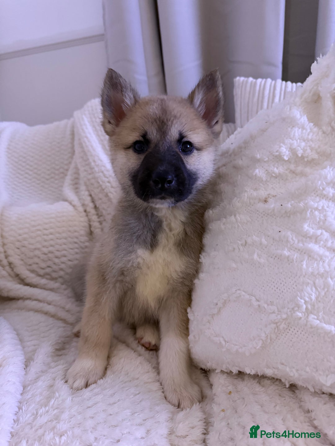 Huskita dogs for sale: READY NOW Huskita Puppies - Advert 3