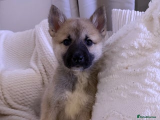 Huskita dogs Gorgeous Huskita Puppies - Advert 2