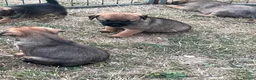 Border Terrier dogs for sale: KC registered Border Terrier Puppies in Dover - Advert 4