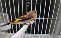 Finches birds for sale: Goldfinch young cockbird - Image 5