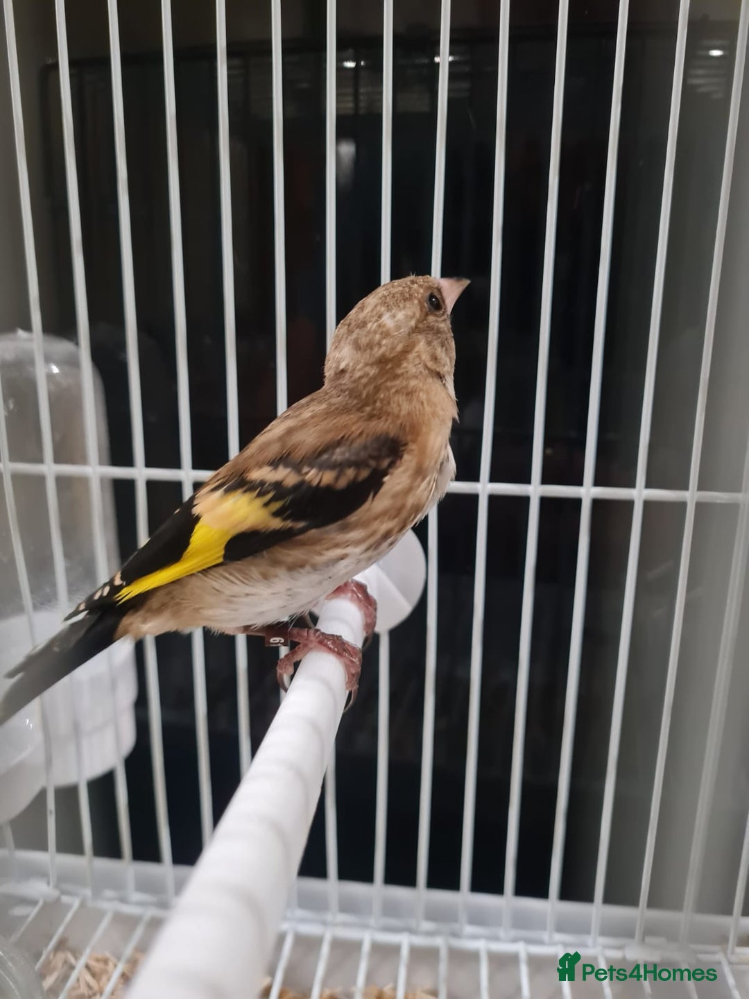 Finches birds for sale: Goldfinch young cockbird - Image 5