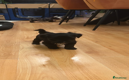 Yorkshire Terrier dogs for sale: Colourful Yorkshire terrier - Image 5