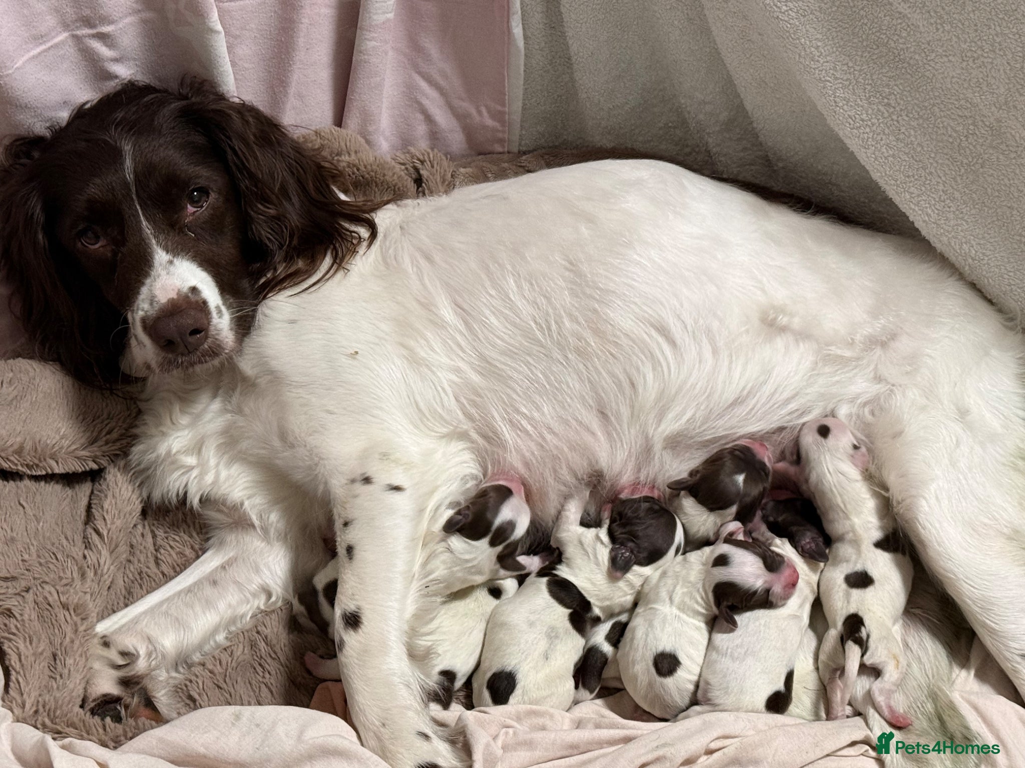 English Springer Spaniel dogs for sale: Kc registered English springer spaniel puppies  in Ryton - Advert 14