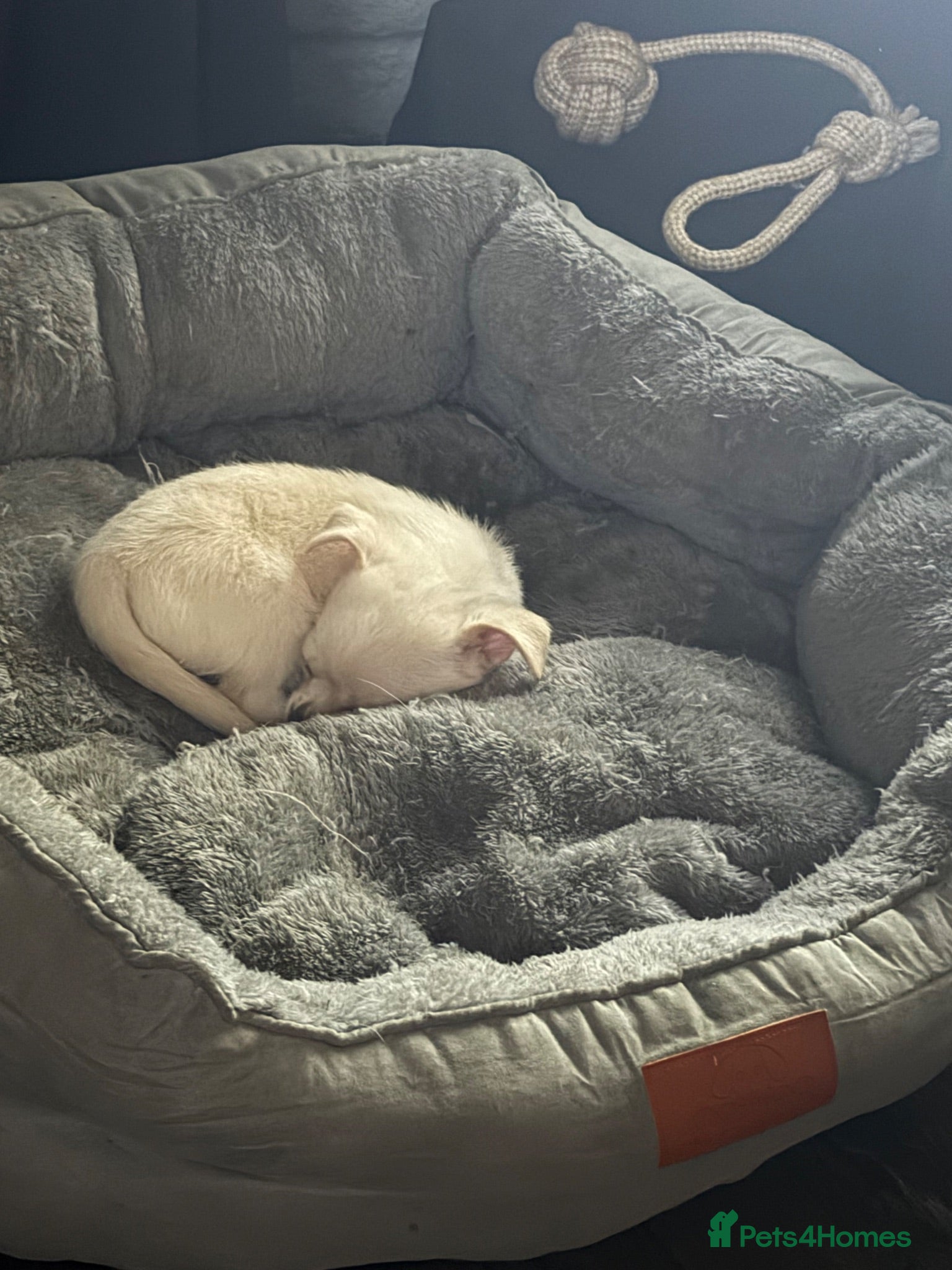 Chihuahua dogs 1 cuddly loving chi female.dog bed included  - Advert 6