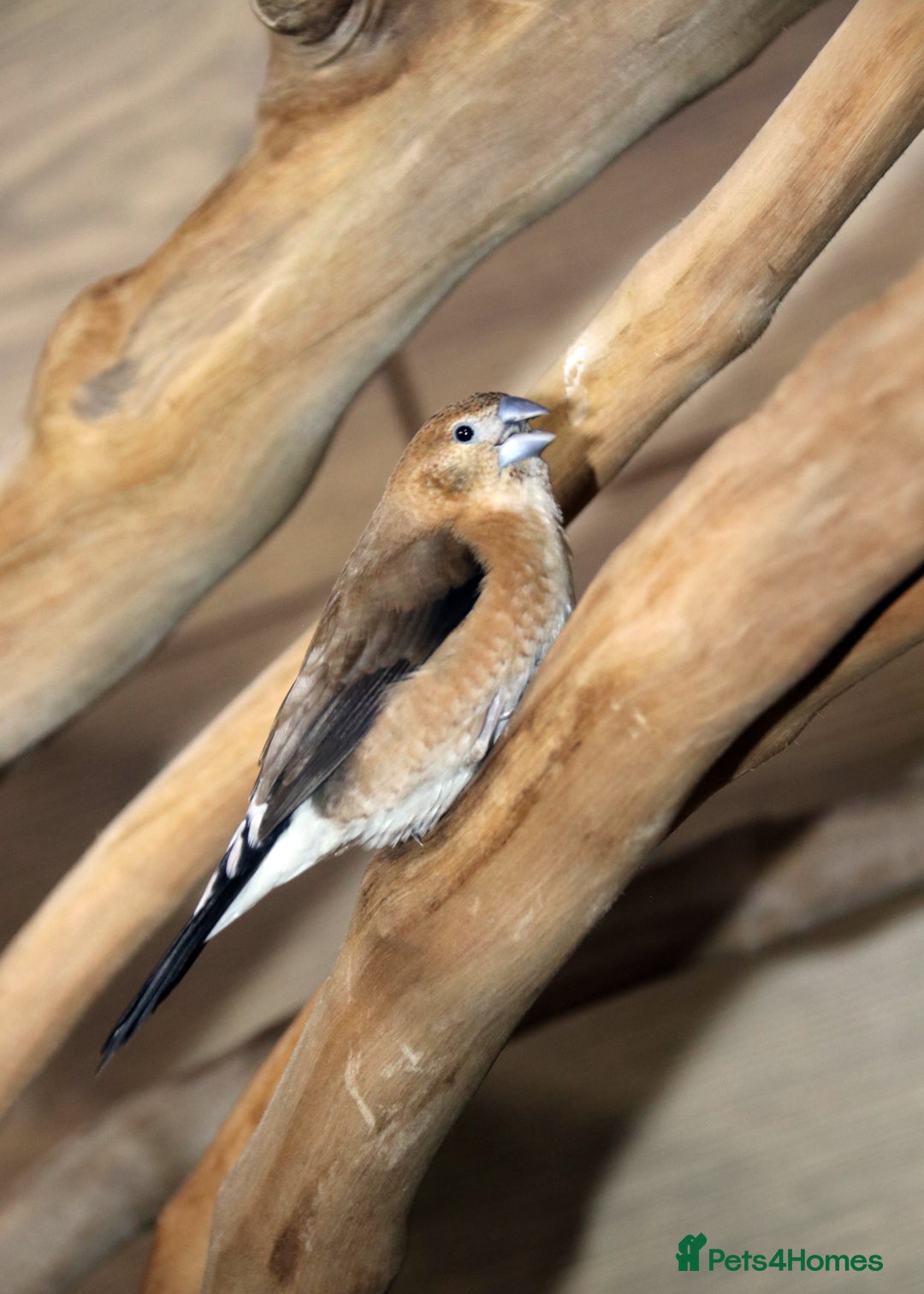 Parrots birds for sale: Talking Parrot and bird Available - Advert 30