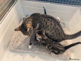 Mixed Breed cats - Advert 10