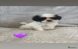 Lhasa Apso dogs for sale: Beautiful Lhasa Apso  - Image 20
