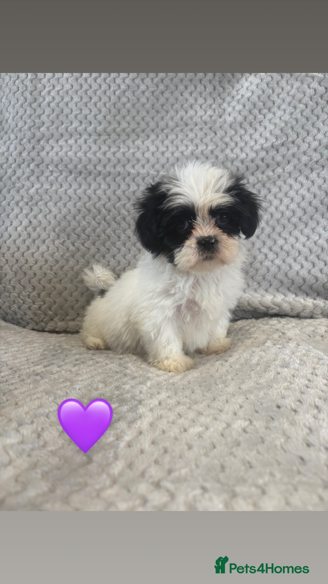 Lhasa Apso dogs for sale: Beautiful Lhasa Apso  - Image 20