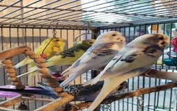 Budgerigars birds for sale: Beautiful baby budgies lovely colours  - Image 11