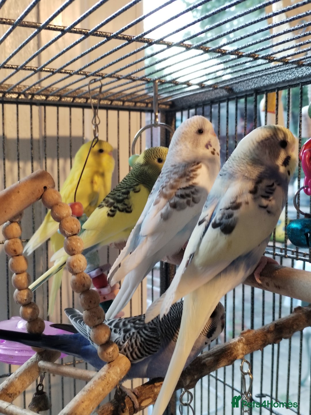 Budgerigars birds for sale: Beautiful baby budgies lovely colours  - Image 11