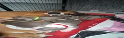 Mixed Breed dogs for sale: Puppies for sale in Liverpool - Advert 6