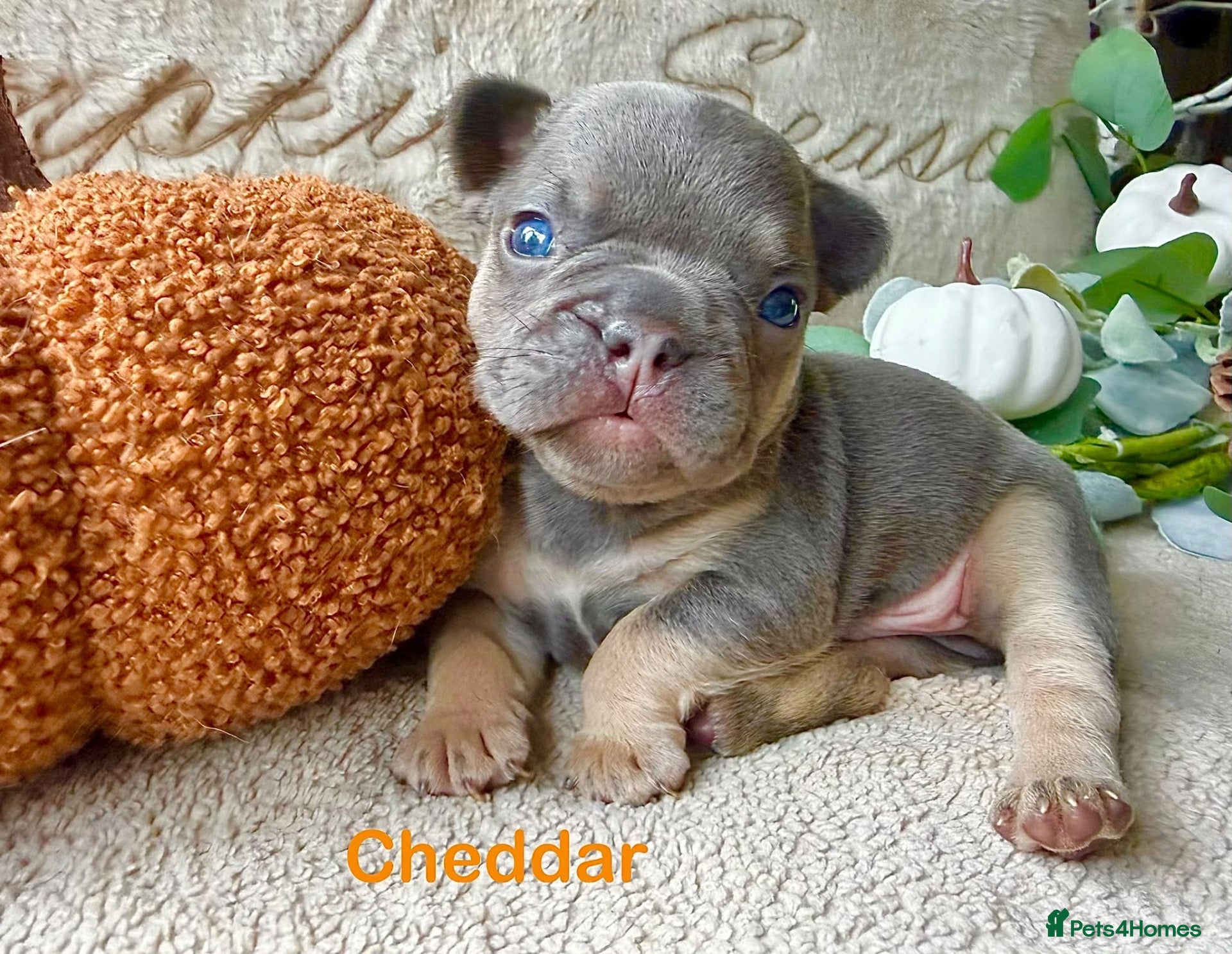 French Bulldog dogs for sale: Kc registered french bulldog puppies  - Advert 1