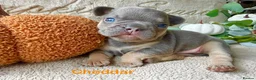 French Bulldog dogs for sale: Kc registered french bulldog puppies  - Advert 1