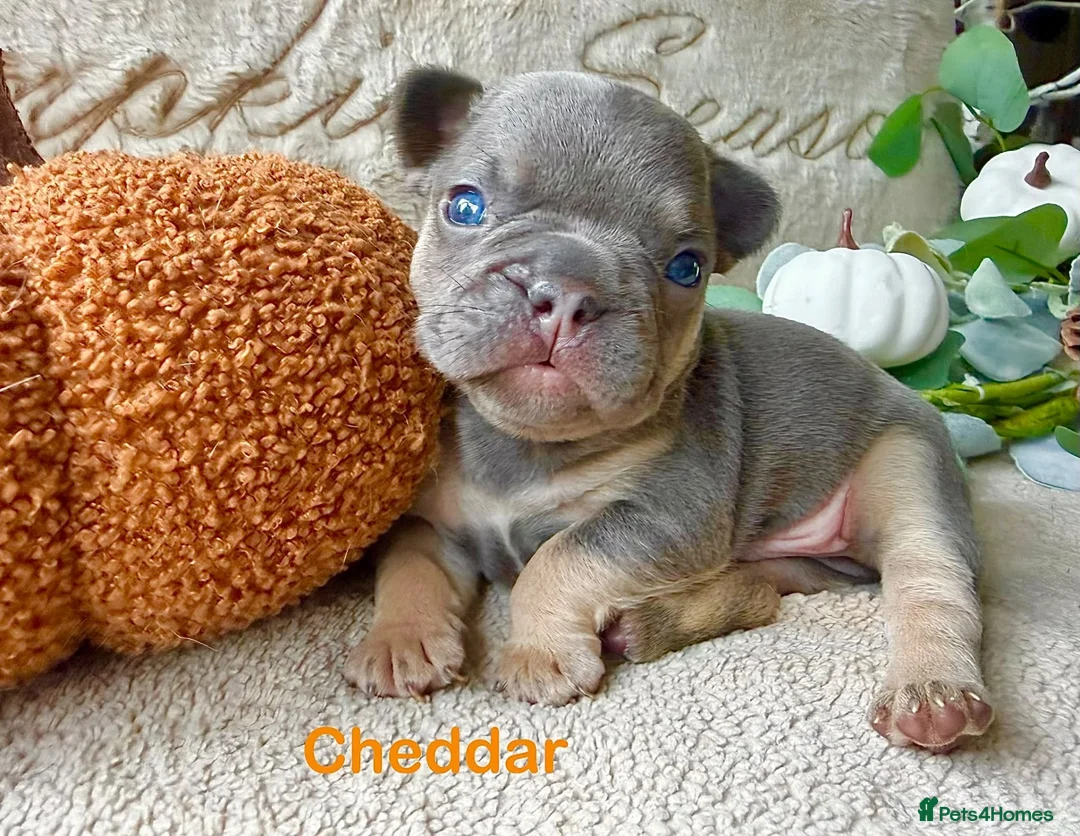 French Bulldog dogs for sale: Kc registered french bulldog puppies  - Advert 1