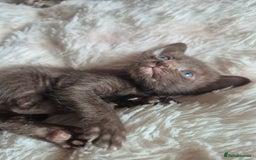 Oriental cats for sale: 2 Oriental boys left ( sold ) - Image 14