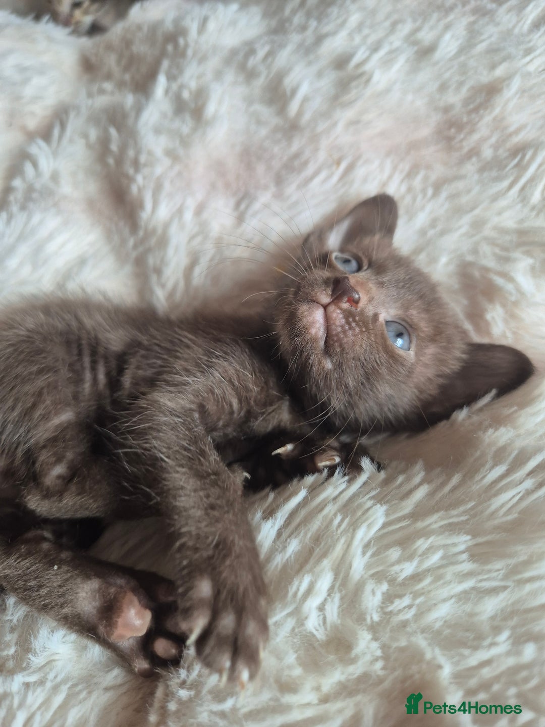 Oriental cats for sale: 2 Oriental boys left ( sold ) - Image 14