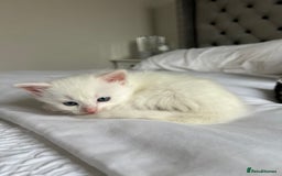 Domestic Shorthair cats for sale: Four beautiful male kittens  - Image 7
