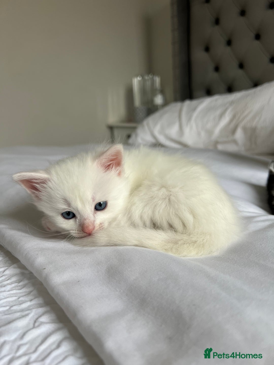 Domestic Shorthair cats for sale: Four beautiful male kittens  - Image 7