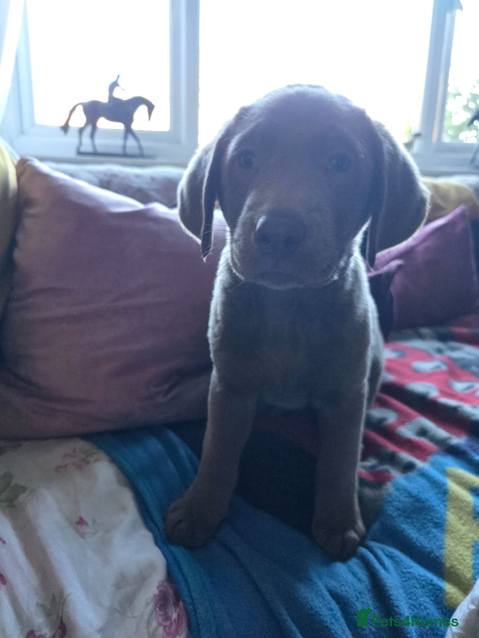Labrador Retriever dogs Silver labradors  - Advert 3