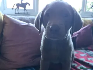 Labrador Retriever dogs Silver labradors - Advert 3