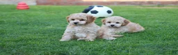 Cavapoochon dogs for sale: CAVAPOOCHON PUPPIES FOR SALE - Advert 19
