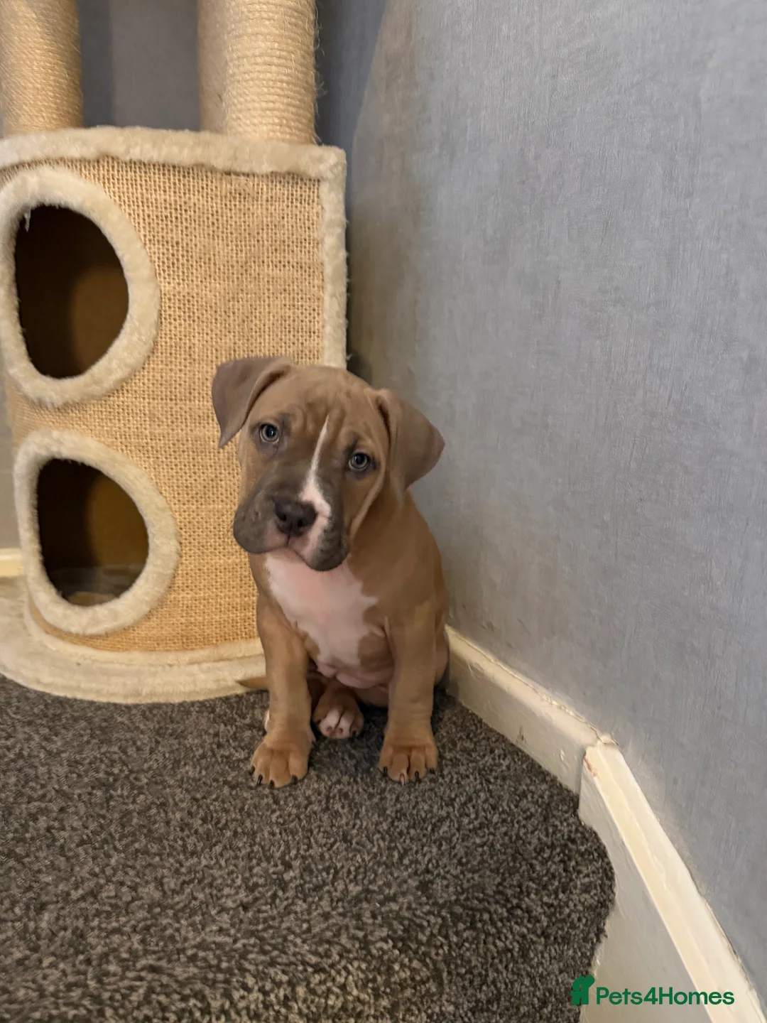 Mixed Breed dogs for sale: Pocket Bully / American Bully - Advert 17