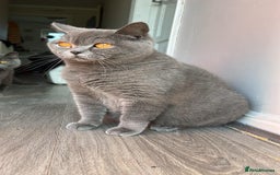 British Shorthair cats for sale: British Shorthair Kittens - Image 9