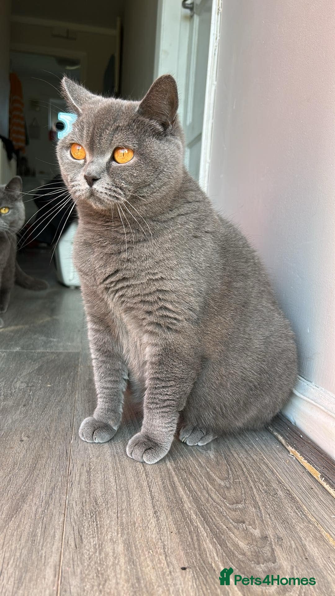 British Shorthair cats for sale: British Shorthair Kittens - Image 9