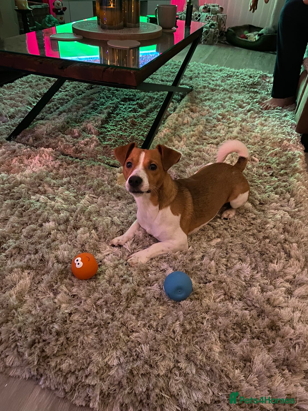 Jack Russell dogs for stud: A beautiful good natured boy - Image 2