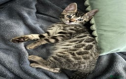 Bengal cats for sale: Bengal Cat for Sale – Playful and Independent - Image 1