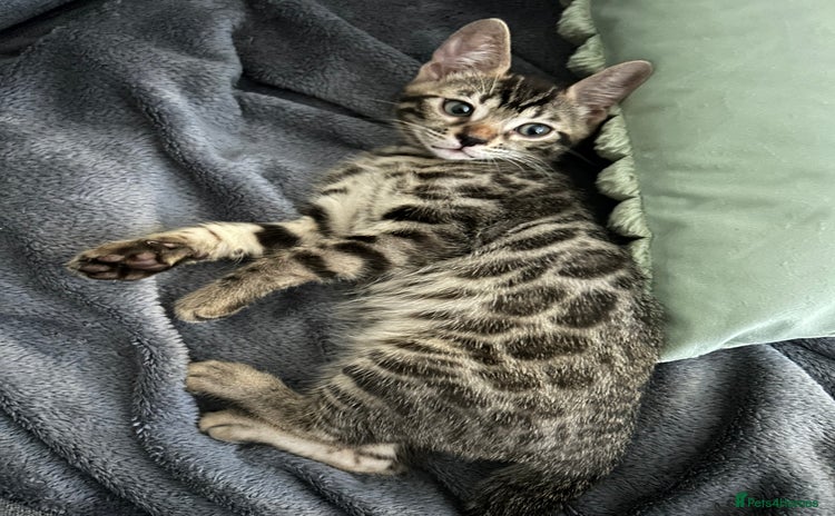 Bengal cats - Advert 4