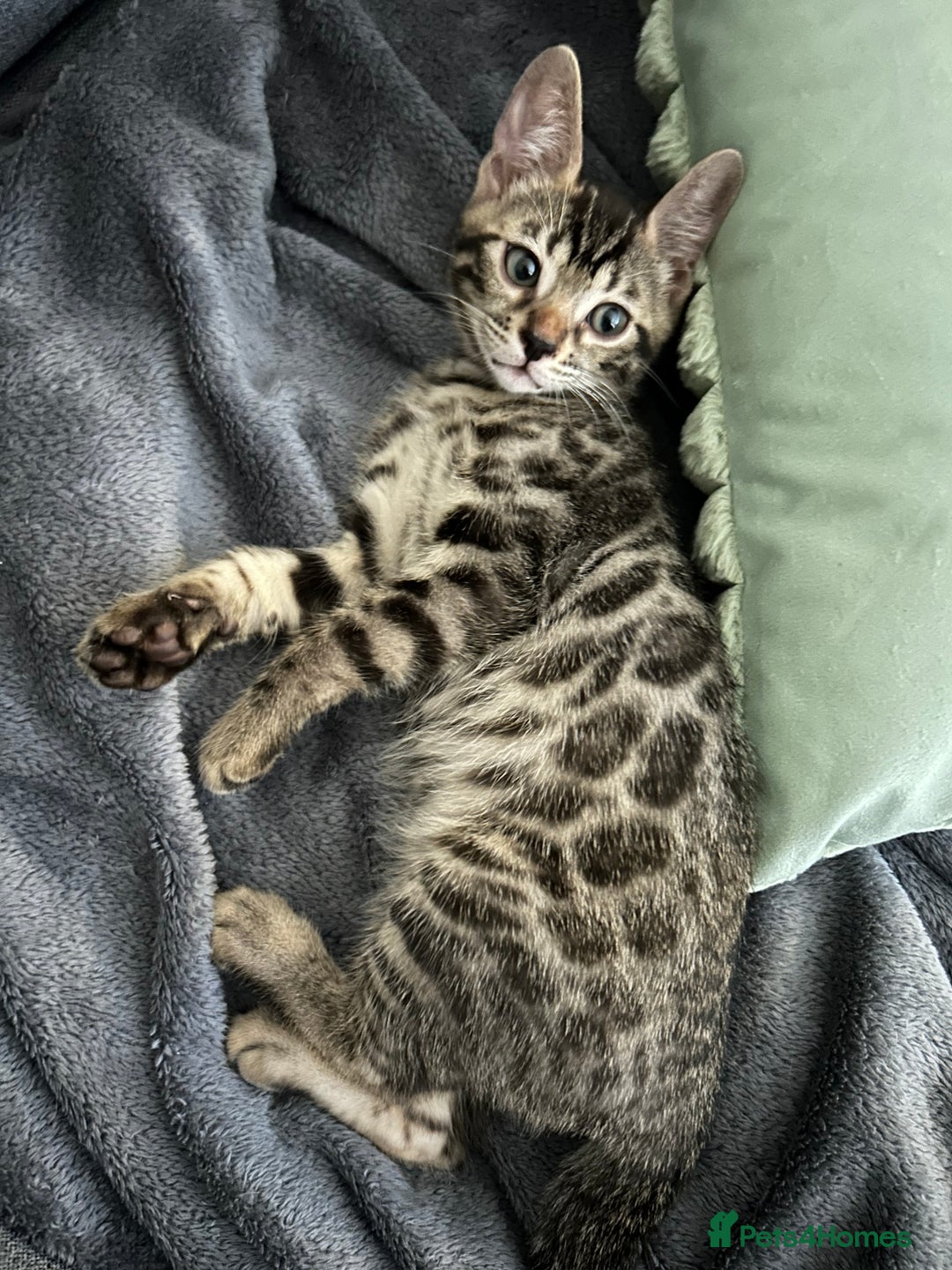 Bengal cats for sale: Bengal Cat for Sale – Playful and Independent - Image 1