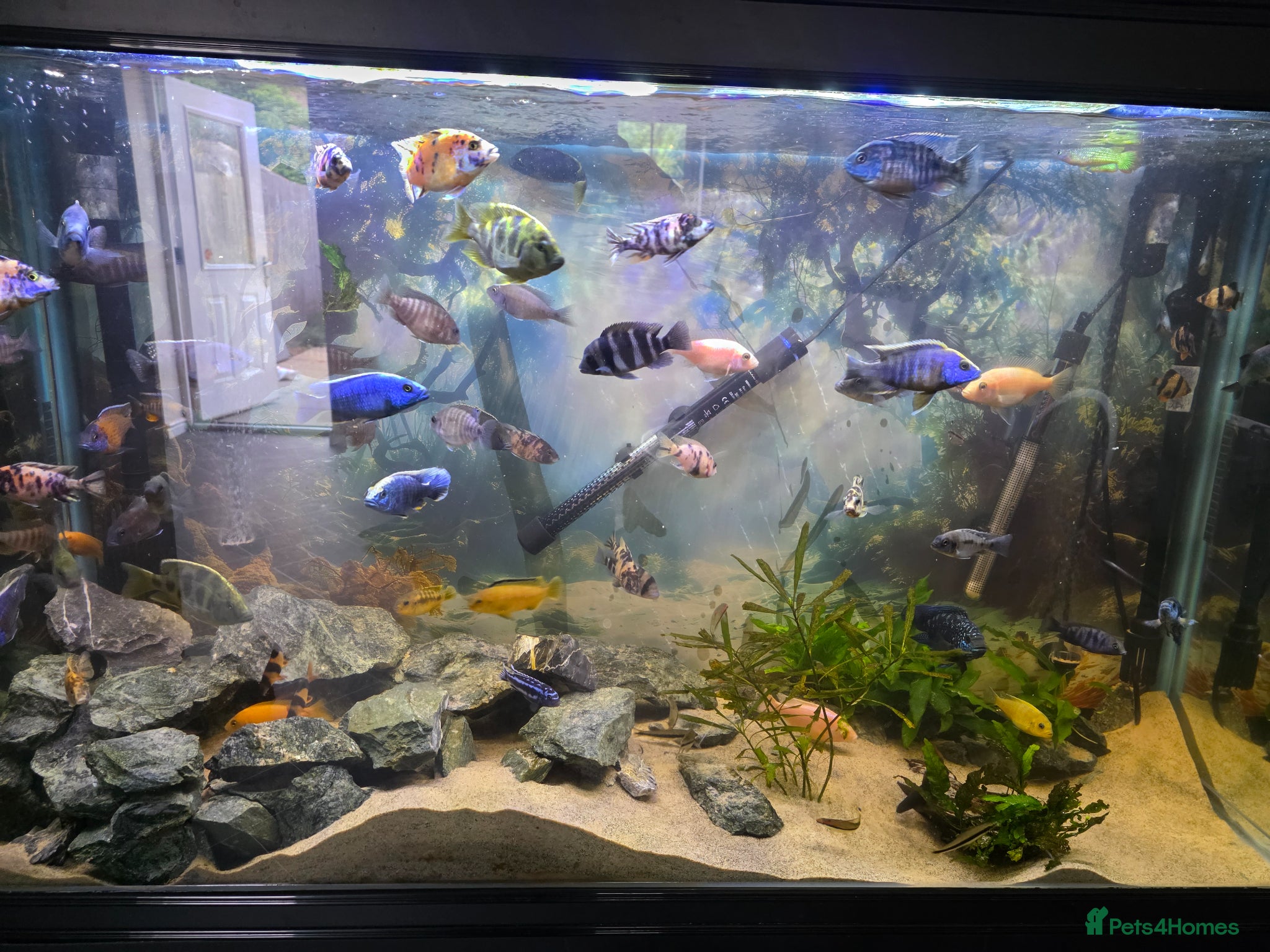 Cichlids fish for sale: african malawi cichlids - Advert 1