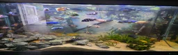 Cichlids fish for sale: african malawi cichlids in Alton - Advert 1