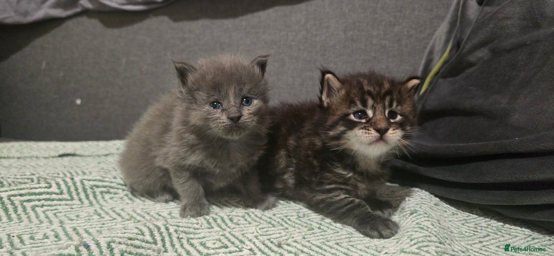 Maine Coon cats for sale: Maine Coon Kittens Booking  - Advert 3