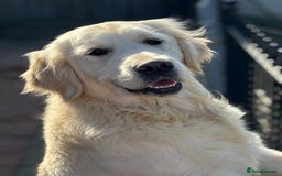 Golden Retriever dogs for sale: Champion line KC reg Golden Retriever pups - Image 12