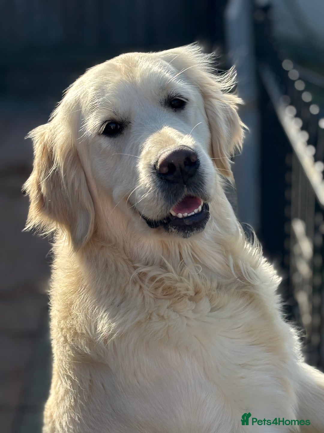 Golden Retriever dogs for sale: Champion line KC reg Golden Retriever pups - Image 12