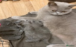 British Shorthair cats for sale: 1 Boy Left-GCCF Pedigr Pure Blue British Shorthair - Image 15