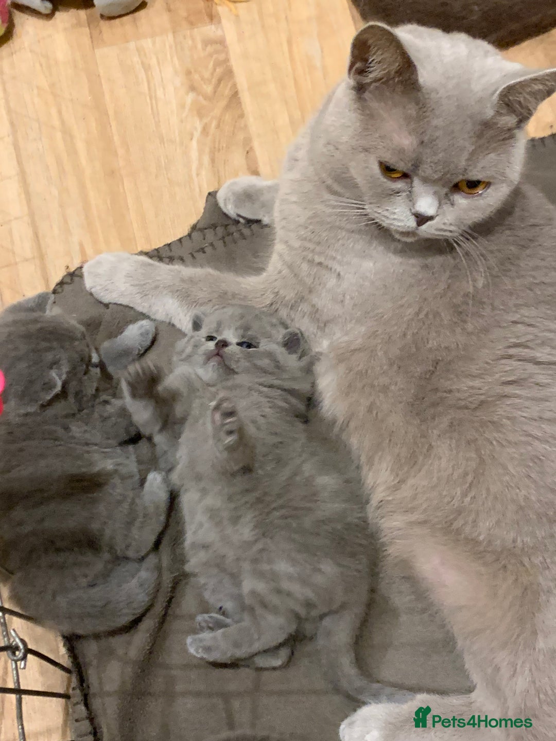 British Shorthair cats for sale: 1 Boy Left-GCCF Pedigr Pure Blue British Shorthair - Image 15