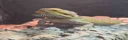 Bearded Dragon reptiles for sale: Bearded dragon - Advert 3