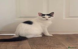 Ragdoll cats for sale: Beautiful Ragdoll Kittens  - Image 18