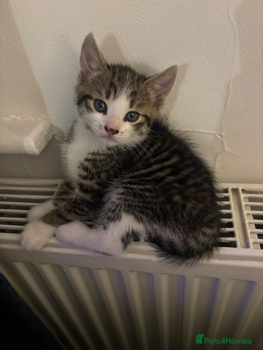 Mixed Breed cats for sale: Mixed breed - Advert 8