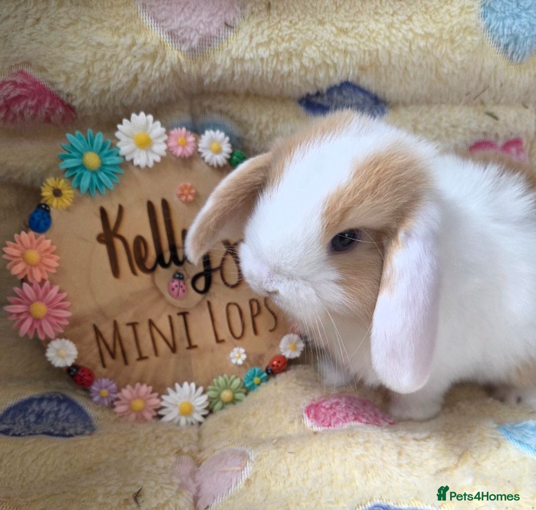 Mini Lop rabbits Purebred Mini Lops 🐰  - Advert 1